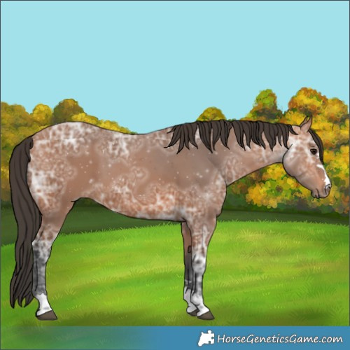 Horse Color:Bay Ice 