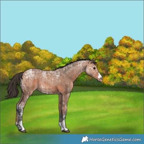 Horse Color:Bay Ice 