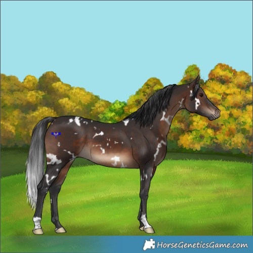 Horse Color:White Spotted Brown 