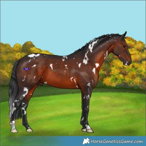 Horse Color:White Spotted Brown 