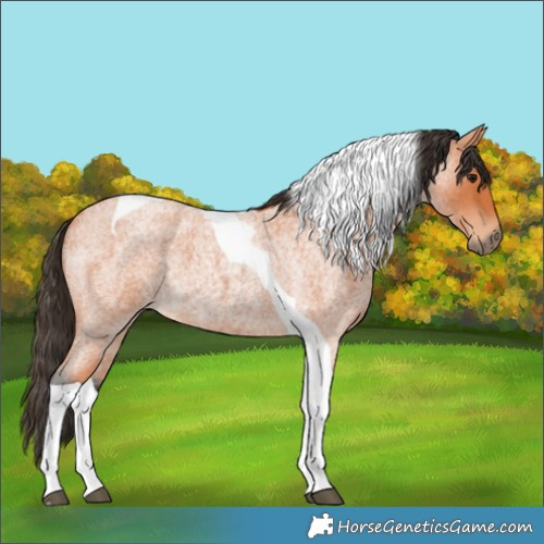Horse Color:Bay Roan Tobiano 