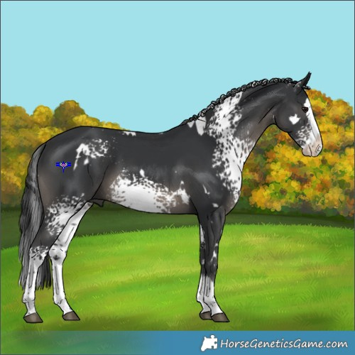 Horse Color:White Spotted Black Splash 