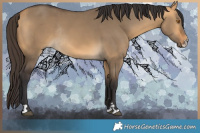 Horse Color:Buckskin Dun Rabicano 