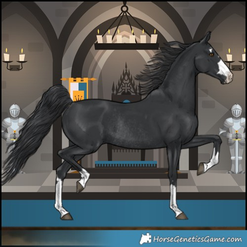 Horse Color:Black Rabicano 