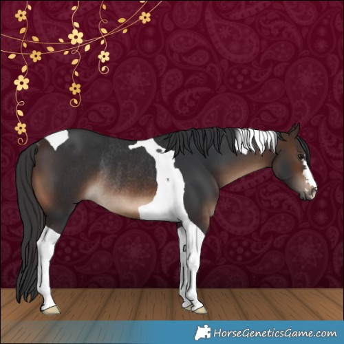 Horse Color:Brown Tobiano Rabicano 