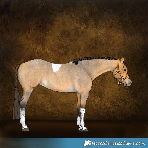Horse Color:Buckskin Roan Tobiano