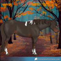 Horse Color:Liver Chestnut Tobiano 