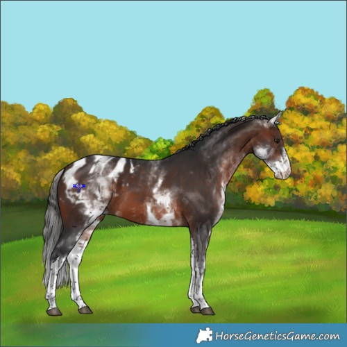 Horse Color:White Spotted Brown Tobiano Appaloosa 