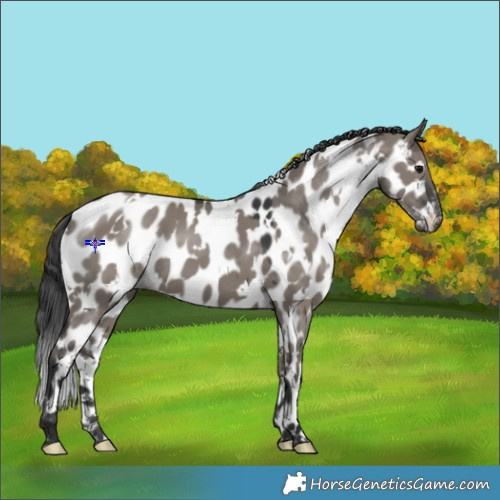 Horse Color:White Spotted Grullo Near Leopard 