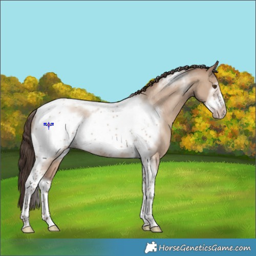 Horse Color:Classic Champagne Dun Tobiano Frame 