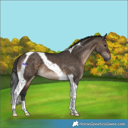 Horse Color:Brown Dun Tobiano 
