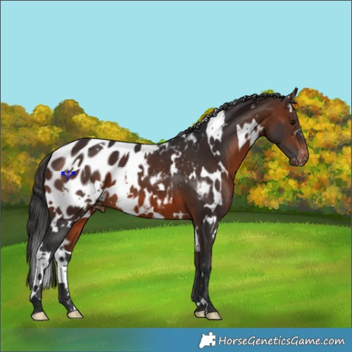 Horse Color:White Spotted Brown Appaloosa 