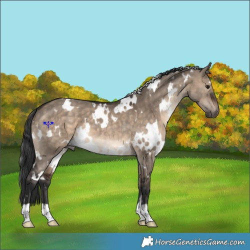Horse Color:White Spotted Brown Dun 