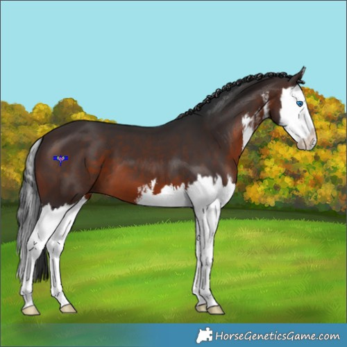 Horse Color:White Spotted Brown Splash 