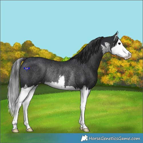 Horse Color:White Spotted Black Splash Appaloosa Rabicano 