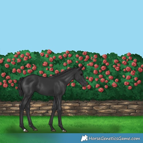 Horse Color:Black 
