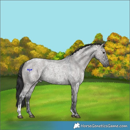 Horse Color:Grullo Ice Roan Tobiano 