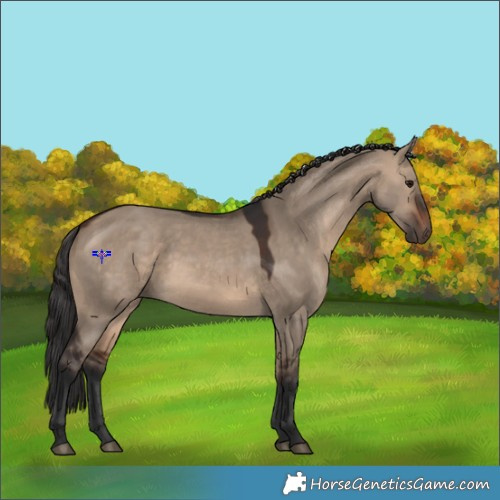 Horse Color:Brown Dun Rabicano 
