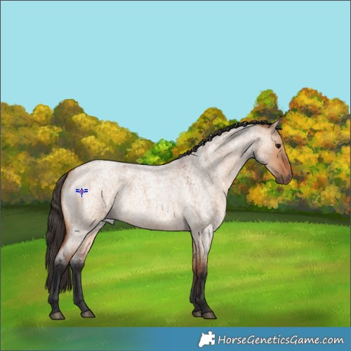 Horse Color:Bay Roan Dun 