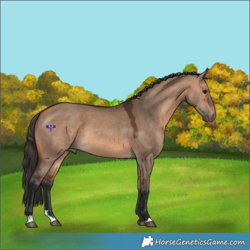 Horse Color:Bay Dun Rabicano 