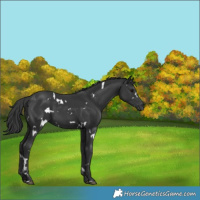 Horse Color:White Spotted Black 
