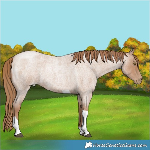 Horse Color:Blue Roan Pearl Tobiano 