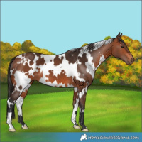 Horse Color:White Spotted Bay 