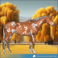 Horse Color:White Spotted Silver Bay Rabicano 