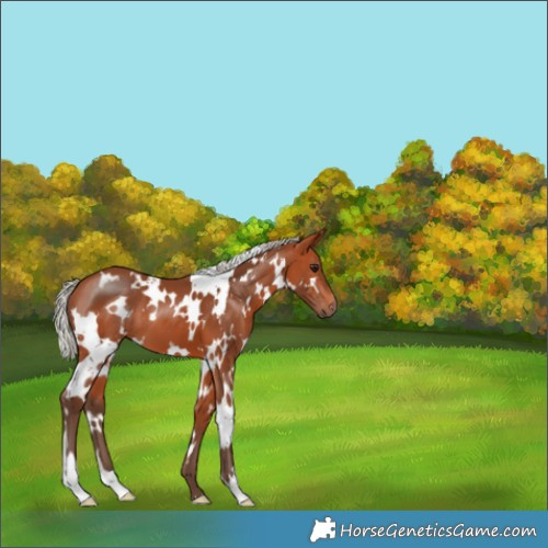 Horse Color:White Spotted Silver Bay 