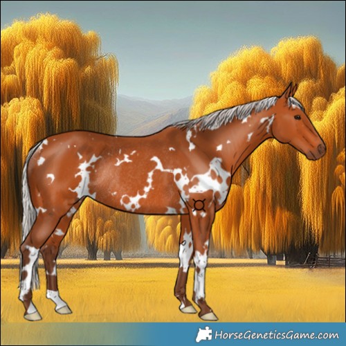 Horse Color:White Spotted Silver Bay Rabicano