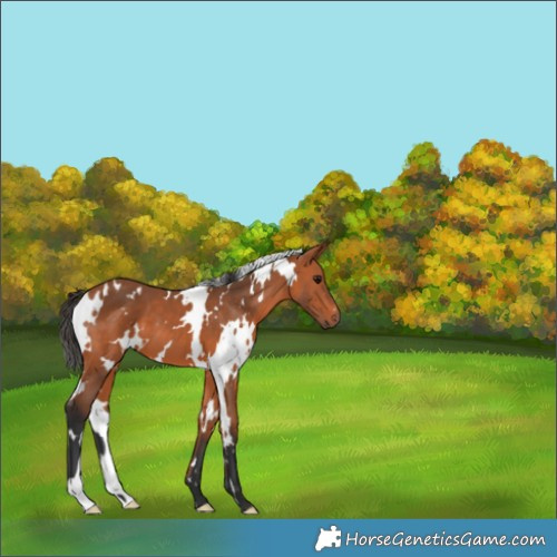 Horse Color:White Spotted Bay 