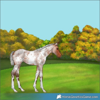 Horse Color:White Spotted Silver Bay Roan 