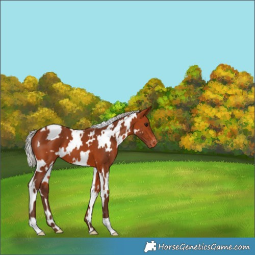 Horse Color:White Spotted Silver Bay Varnish 