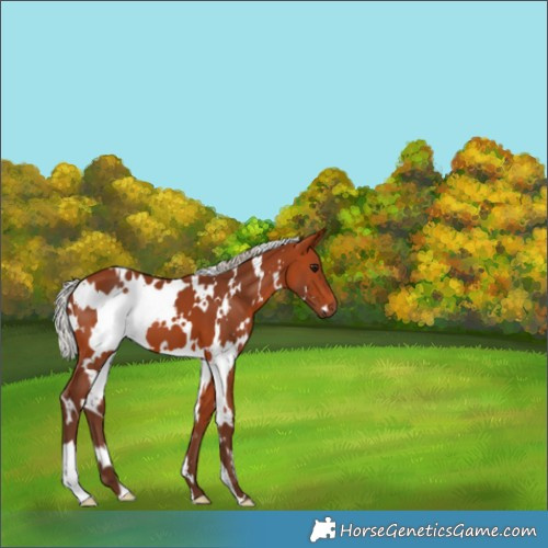 Horse Color:White Spotted Silver Bay 