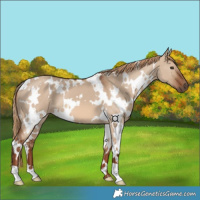 Horse Color:White Spotted Red Dun
