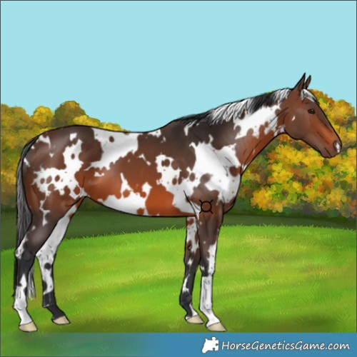 Horse Color:White Spotted Brown 