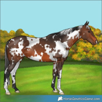 Horse Color:White Spotted Brown 