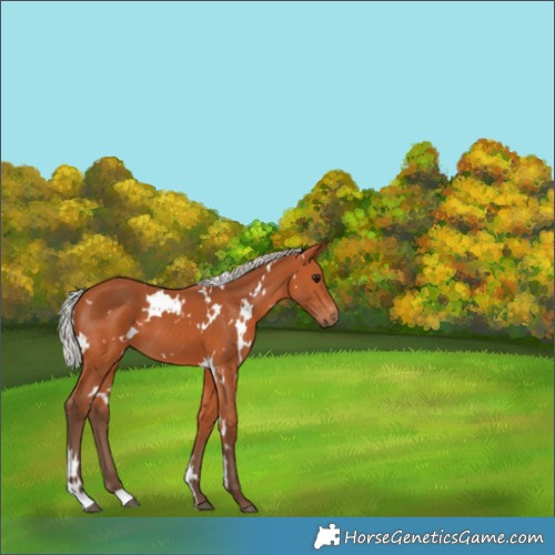 Horse Color:White Spotted Silver Bay 