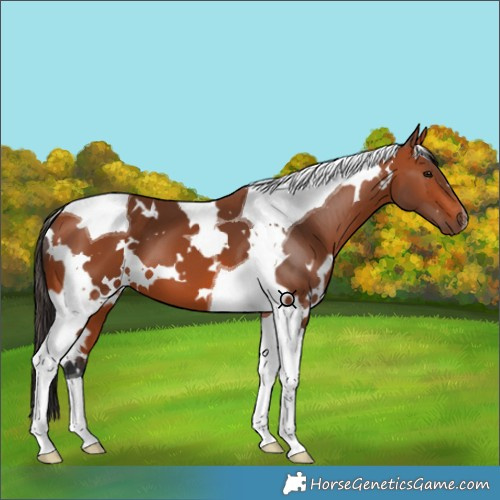 Horse Color:White Spotted Bay Tobiano 