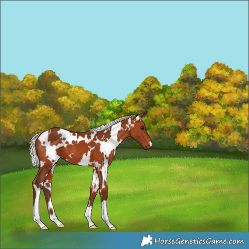 Horse Color:White Spotted Silver Bay 