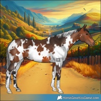 Horse Color:White Spotted Bay 
