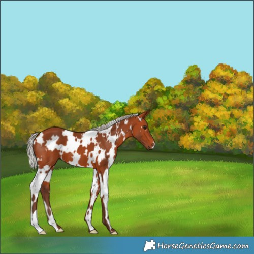 Horse Color:White Spotted Silver Bay 