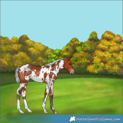 Horse Color:White Spotted Silver Bay 