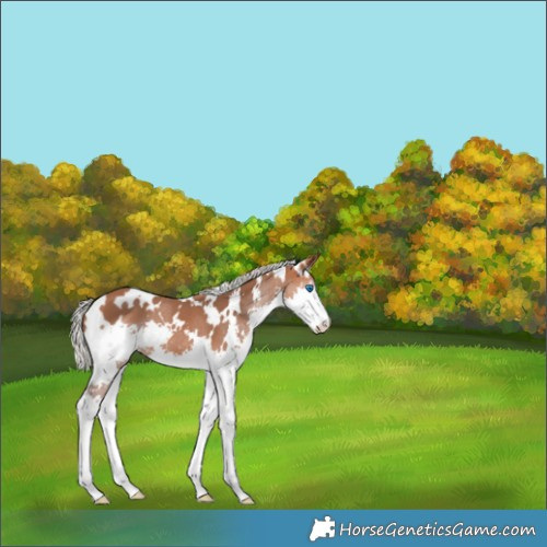 Horse Color:White Spotted Silver Bay Splash 