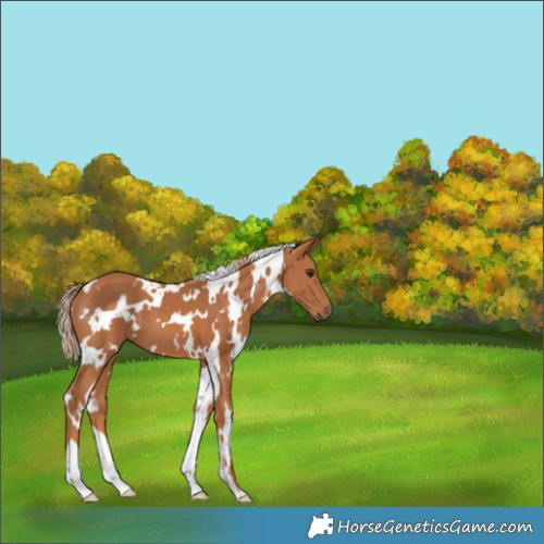 Horse Color:White Spotted Chestnut 