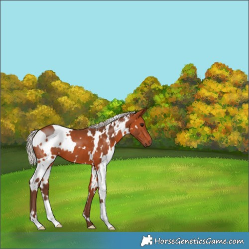 Horse Color:White Spotted Silver Bay 