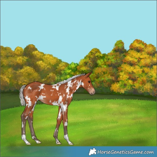 Horse Color:White Spotted Silver Bay 