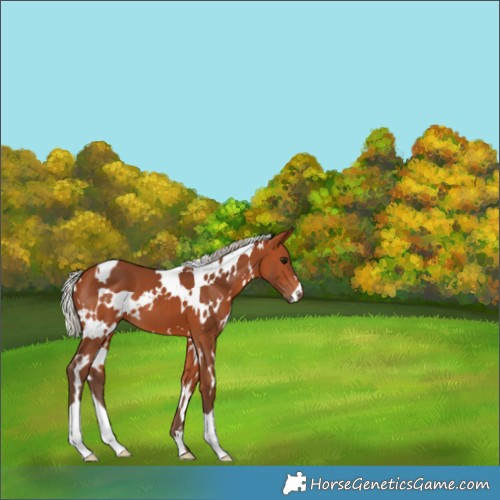 Horse Color:White Spotted Silver Bay 