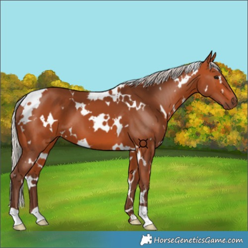 Horse Color:White Spotted Silver Bay 
