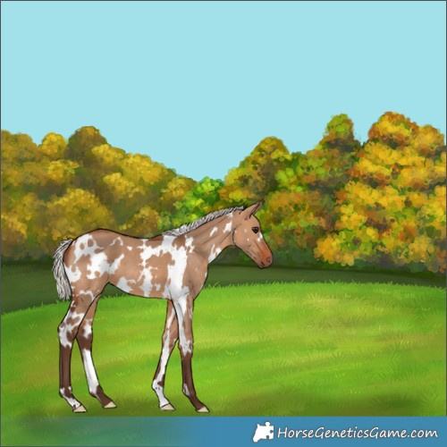 Horse Color:White Spotted Silver Brown Dun 